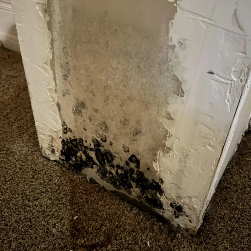 Professional Mold Removal in Laurel Park, NC